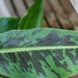 Musa sikkimensis 'Red Tiger'