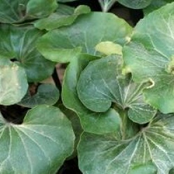 Farfugium japonicum 'Giganteum'