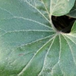 Farfugium japonicum 'Giganteum'