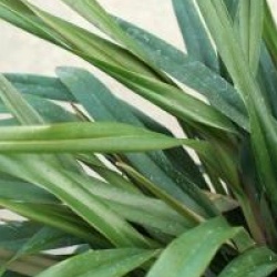 Dianella tasmanica 'Tas Red' �  - Dianella tasmanica 'Tas Red' � 