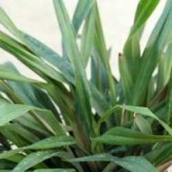 Dianella tasmanica 'Tas Red' � 