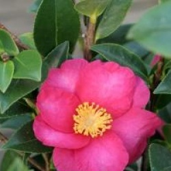 Camellia sasanqua 'Burgundy Sparkline' - Cam�lia sasanqua Burgundy Sparkline