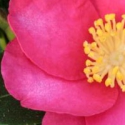 Camellia sasanqua 'Burgundy Sparkline'