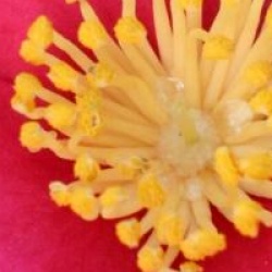 Camellia sasanqua 'Burgundy Sparkline'