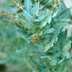 Mimosa de Bailey Songlines
