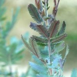 Acacia baileyana 'Songlines'