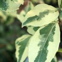 Kadsura japonica 'Fukurin'