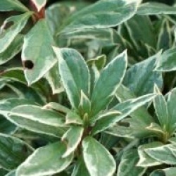 Rhododendron 'Silver World'