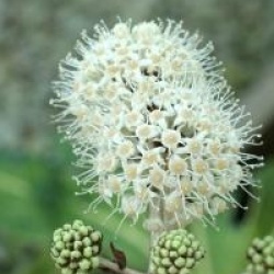 Fatsia japonica 'Annelies'