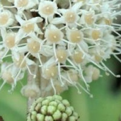 Fatsia japonica 'Annelies'