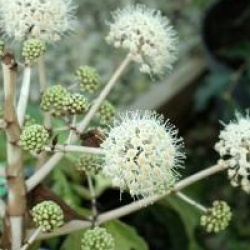 Fatsia japonica 'Annelies'
