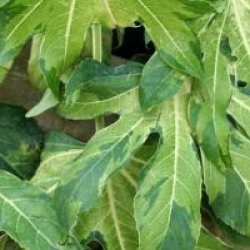 Fatsia japonica 'Annelies'