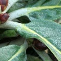 Rhododendron 'Big Leaves' - Rhododendron Big Leaves