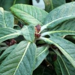 Rhododendron 'Big Leaves'