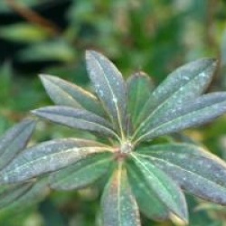 Rhododendron atlanticum