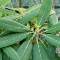 Rhododendron auriculatum