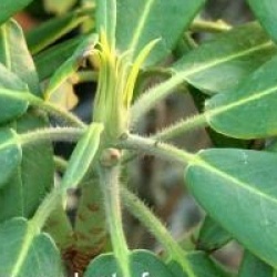 Rhododendron auriculatum