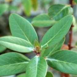 Rhododendron cinnabarinum