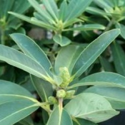 Rhododendron decorum
