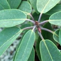 Rhododendron Loderi Group 'Loderi Game Chick'