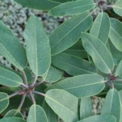 Rhododendron Loderi Group 'Loderi Game Chick'