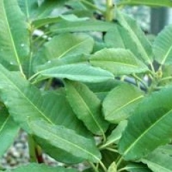 Rhododendron hemsleyanum