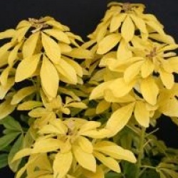 Choisya ternata Sundance � 'Lich' 