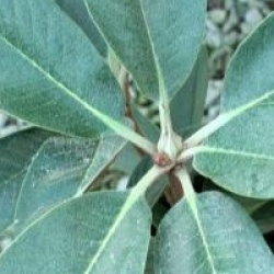 Rhododendron hodgsonii 