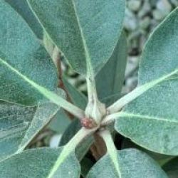 Rhododendron hodgsonii 