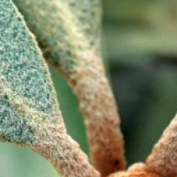 Rhododendron 'Hydon Velvet' - Rhododendron Hydon Velvet