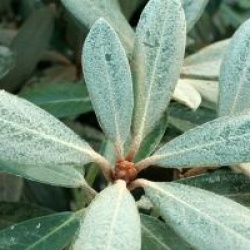 Rhododendron 'Hydon Velvet'