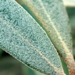 Rhododendron 'Hydon Velvet'