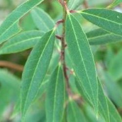 Rhododendron lutescens