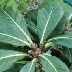 Rhododendron maccabeanum