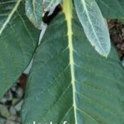 Rhododendron rothschildii - Rhododendron rothschildii