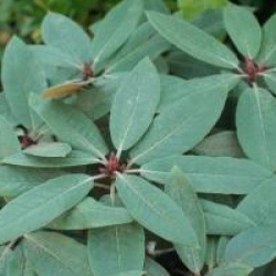 Rhododendron 'Sir Charles Lemon'