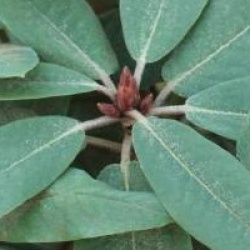 Rhododendron 'Sir Charles Lemon'