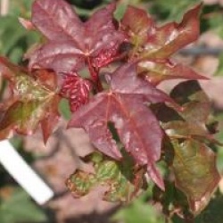 Acer cappadocicum 'Rubrum'