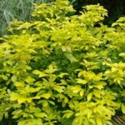 Choisya ternata Sundance � 'Lich' 