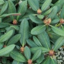 Rhododendron 'Wine and Roses' �
