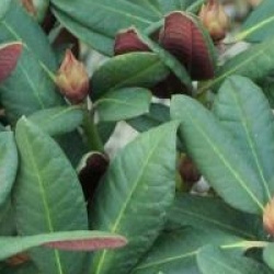 Rhododendron 'Wine and Roses' �