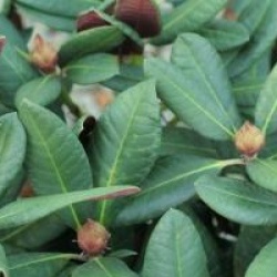 Rhododendron 'Wine and Roses' �