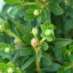 Rhododendron 'Bloombux' � - Rhododendron Bloombux