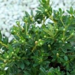 Rhododendron 'Bloombux' �