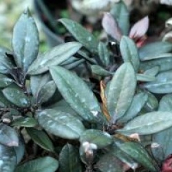 Rhododendron Everred