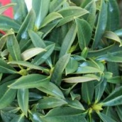 Rhododendron insigne