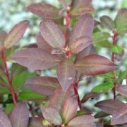 Rhododendron 'Princess Anne'