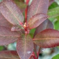 Rhododendron 'Princess Anne'