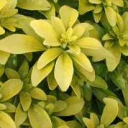 Choisya ternata Sundance � 'Lich' 