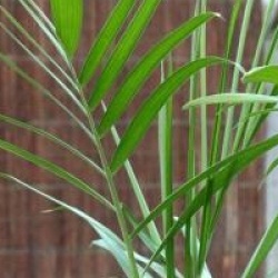 Chamaedorea microspandix